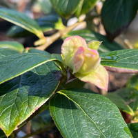 Vaccinium glaucoalbum